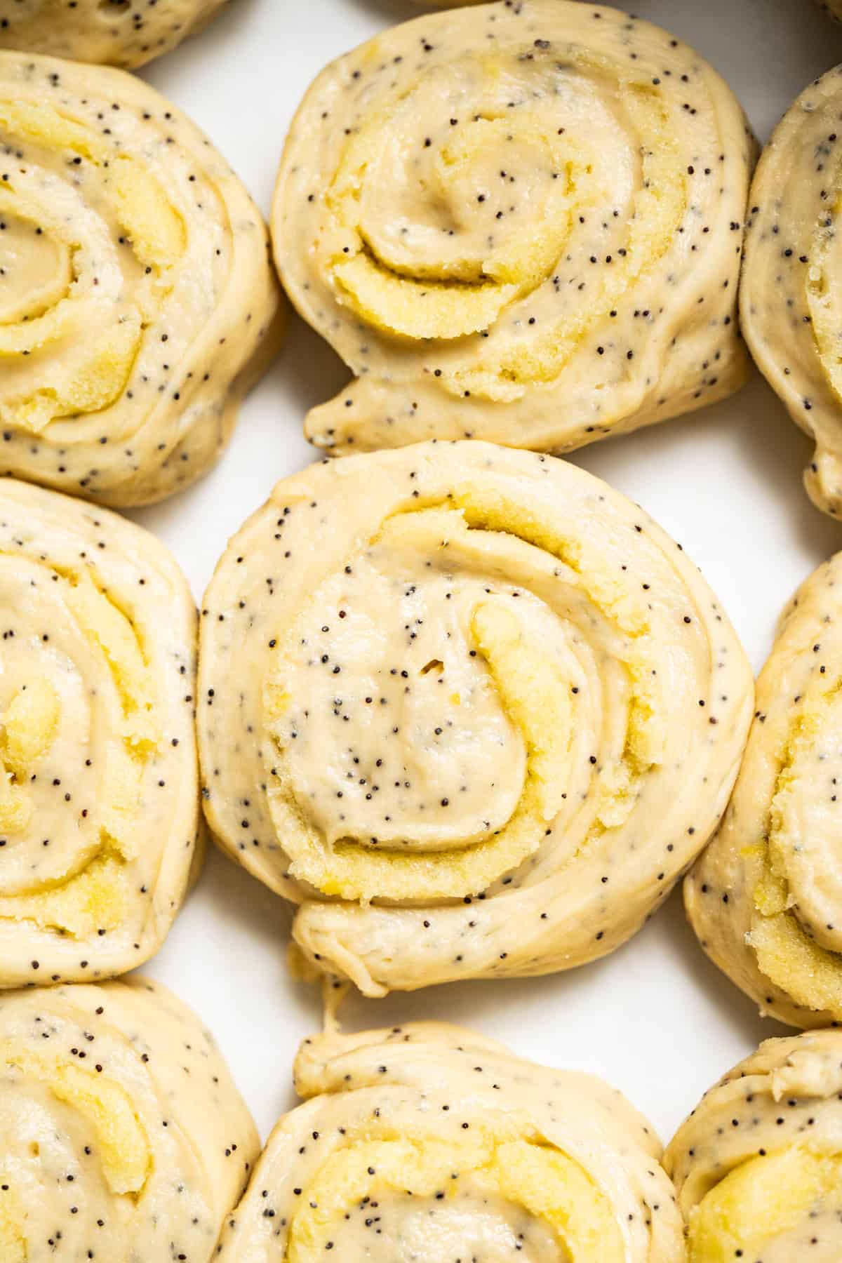 Close-up of unbaked lemon poppy seed rolls arranged closely together on a baking sheet, highlighting their yellow dough, poppy seeds, and distinct spiral pattern.