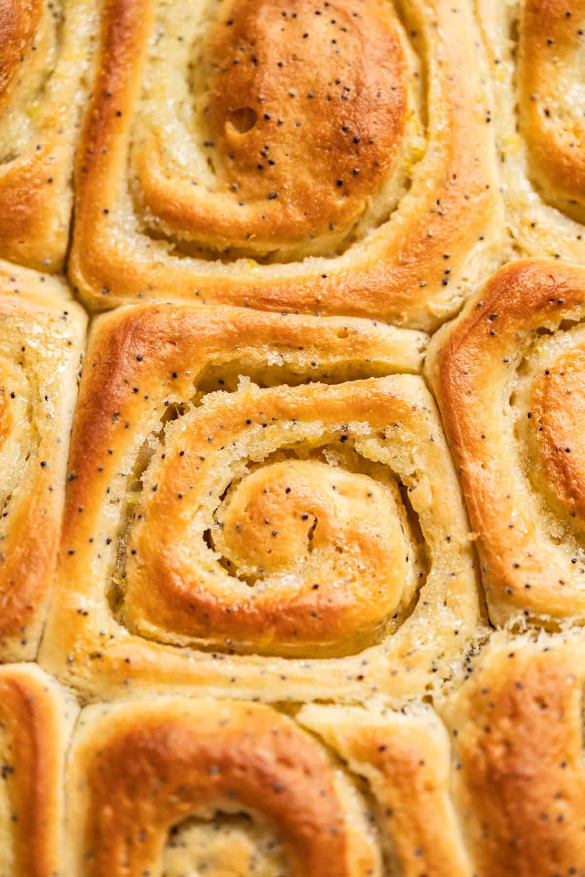 Close-up of freshly baked, golden-brown lemon poppy seed rolls with a soft texture. The rolls are sprinkled with poppy seeds and arranged closely together, showing a fluffy, slightly glossy surface.