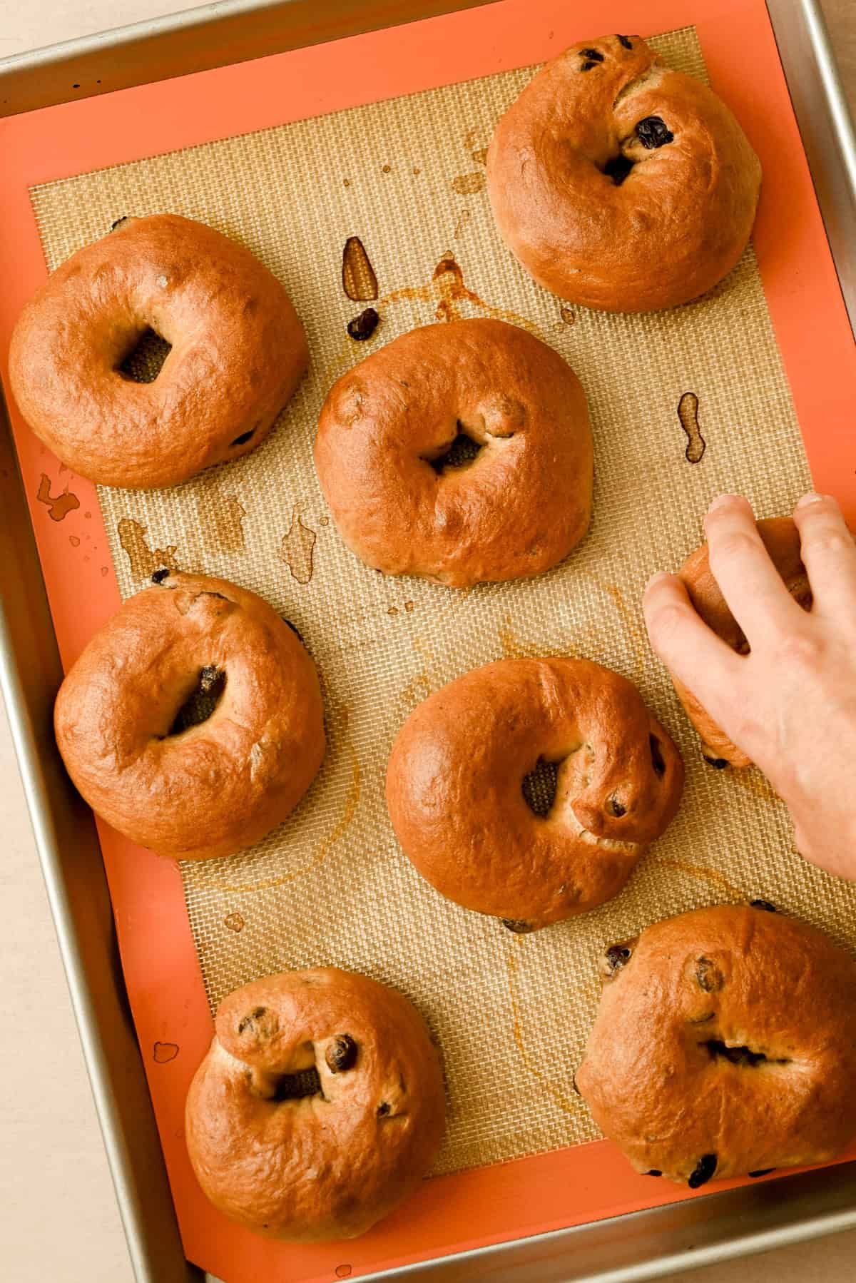 A hand reaches for a freshly baked cinnamon raisin bagel on a baking sheet lined with a silicone mat. Seven golden-brown bagels, some studded with raisins, are visible on the tray.