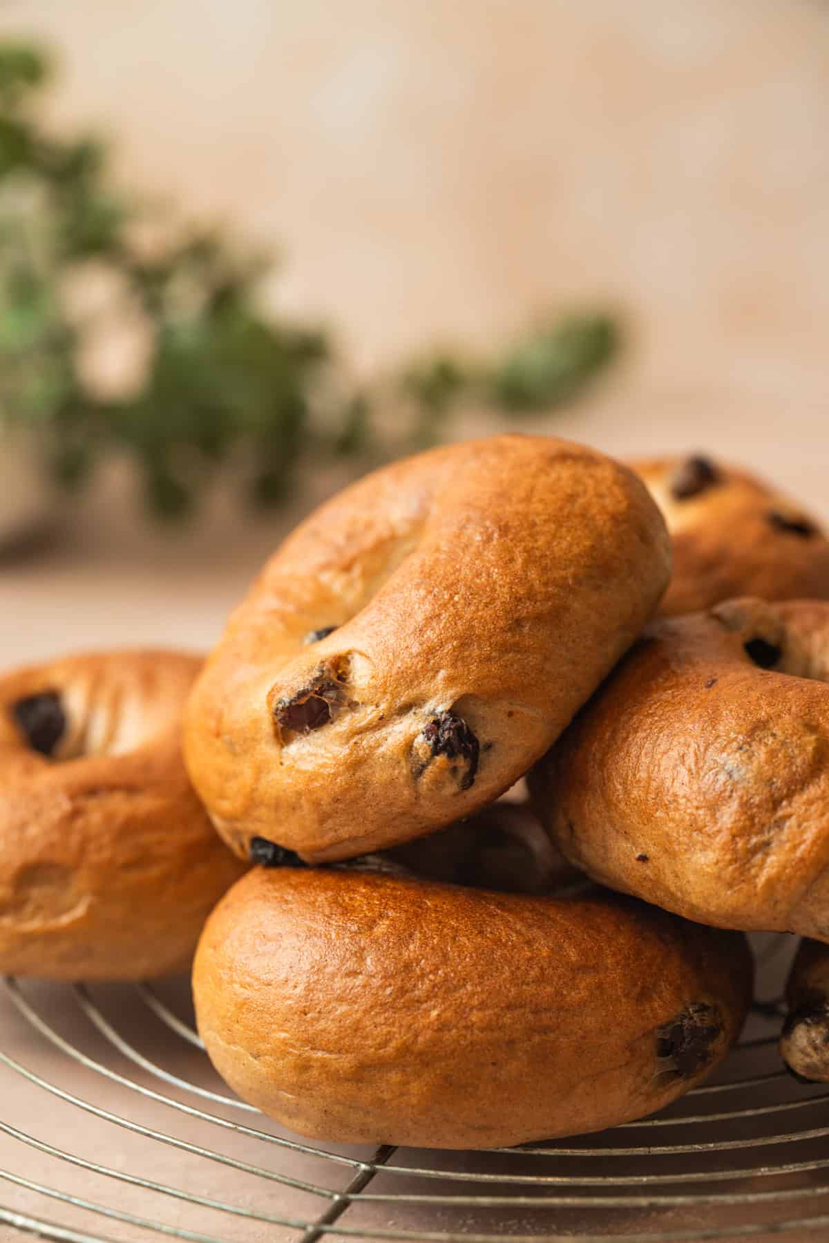 A close-up of a stack of golden-brown cinnamon raisin bagels resting on a wire cooling rack. There is a blurred green plant in the background.